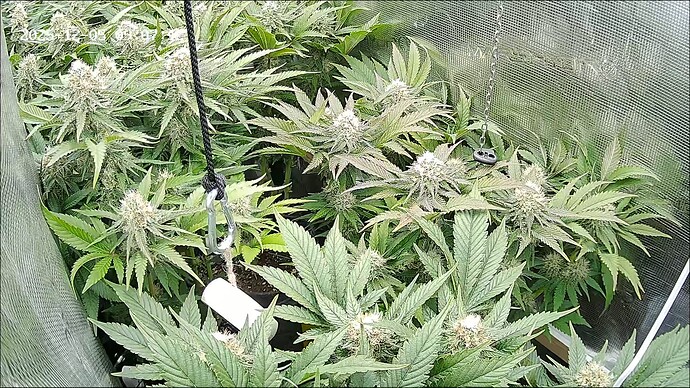Growreport Bild 16