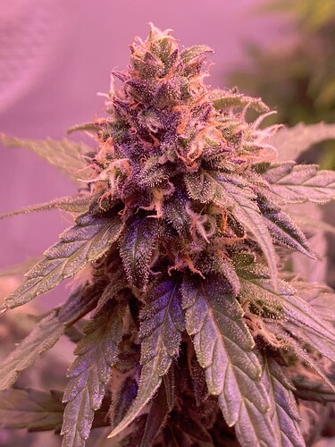 Growreport Bild 53