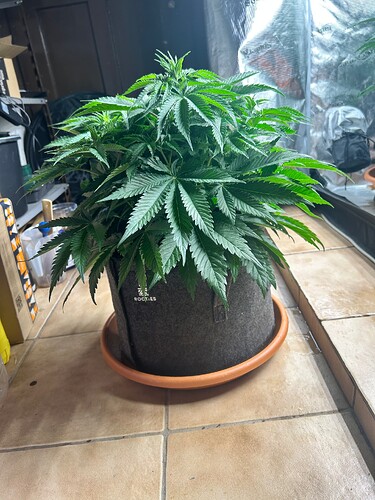 Growreport Bild 4