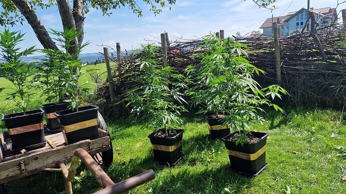 Growreport Bild 4