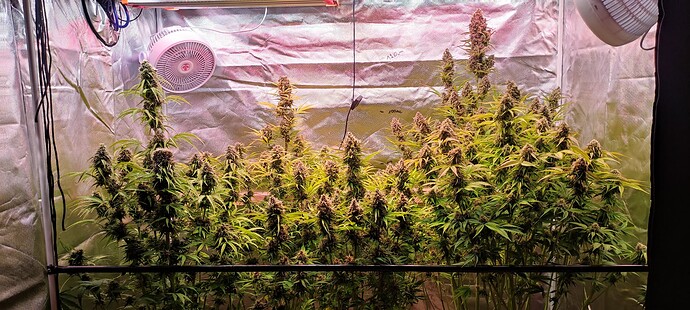 Growreport Bild 30