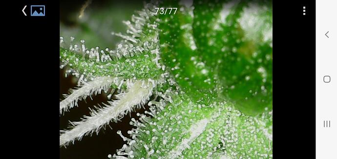 Cana66 Tage_05_BT33