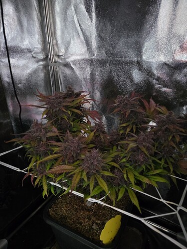 Growreport Bild 1