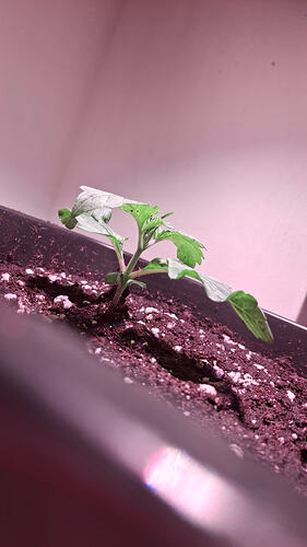 x-Tag 11 getopft (3)