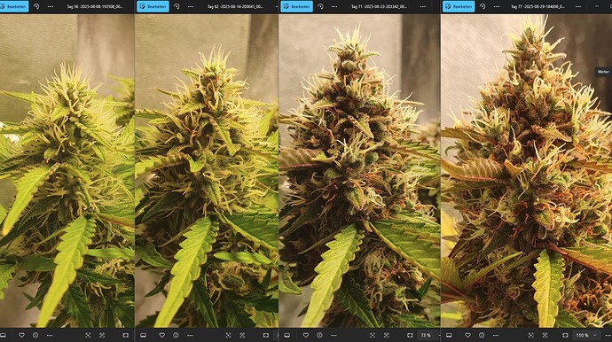 56_62_71_77_Bud1