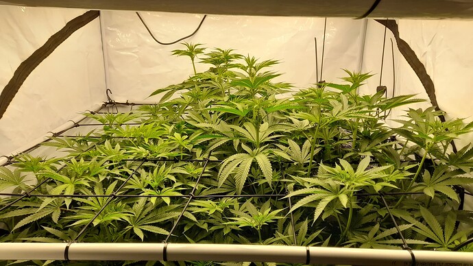 Growreport Bild 3