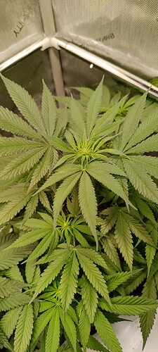 Growreport Bild 3