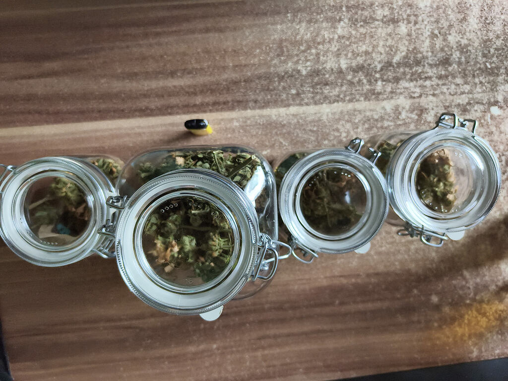Zweiter Indoor Anbau im mini Zelt / 40x40x120 / White Widow feminisiert