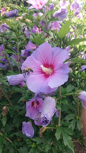 Growreport Bild 67