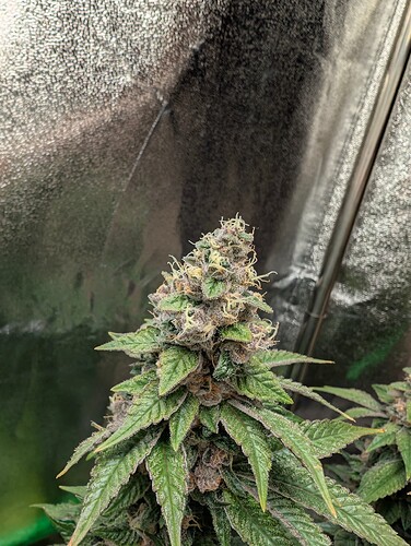 Growreport Bild 11
