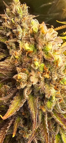 Screenshot_20241028_030639_Gallery