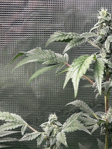 Growreport Bild 1