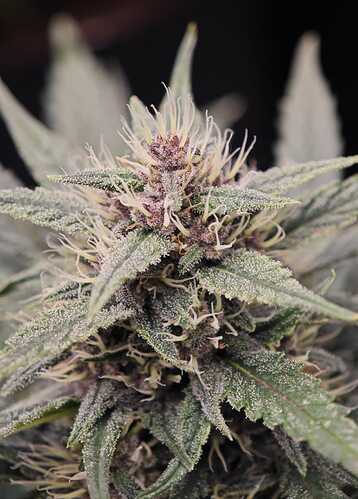 Growreport Bild 10