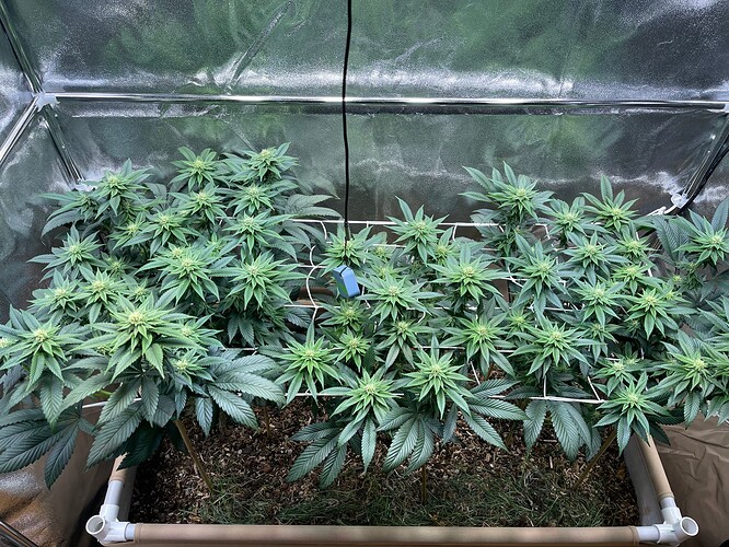 Growreport Bild 3
