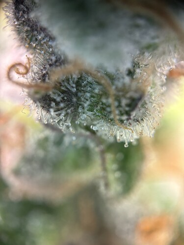 Growreport Bild 6