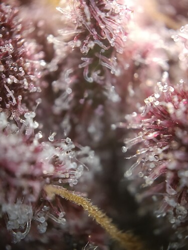 Growreport Bild 3