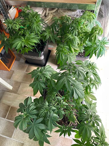 Growreport Bild 5