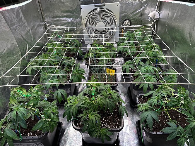 Growreport Bild 31