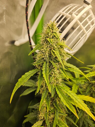 Growreport Bild 3