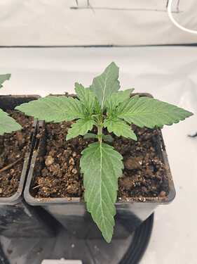 Growreport Bild 7