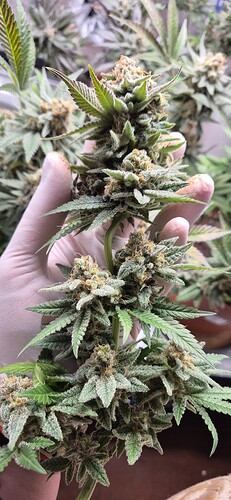 Growreport Bild 6