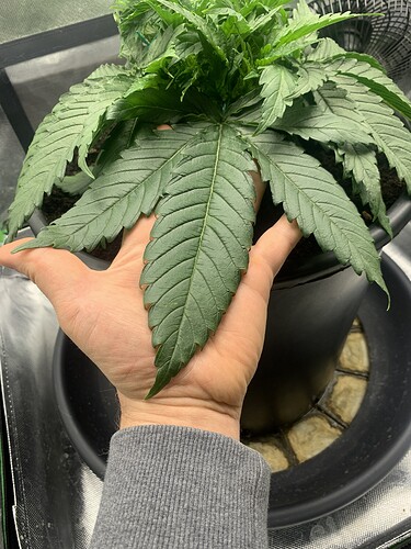 Growreport Bild 21