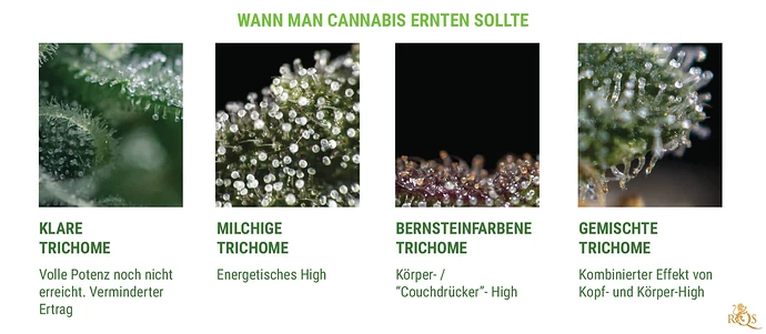 Harvest Trichomes desktop DE