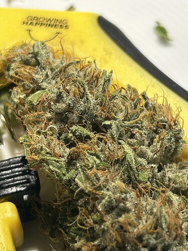 Growreport Bild 61