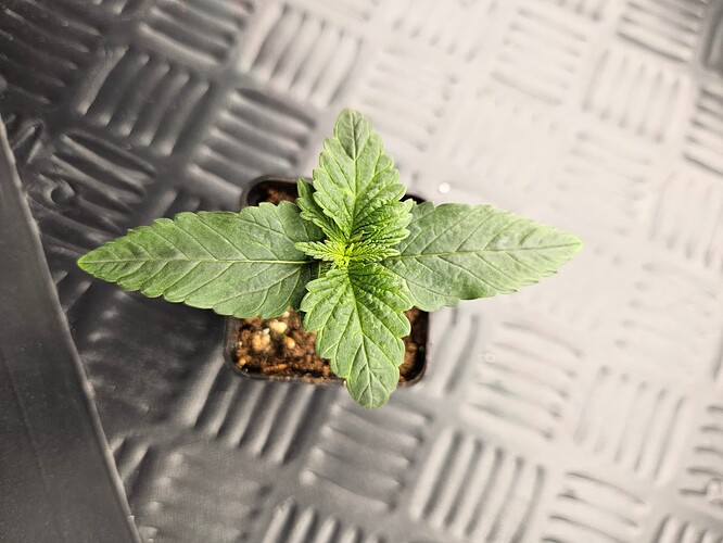 Growreport Bild 28