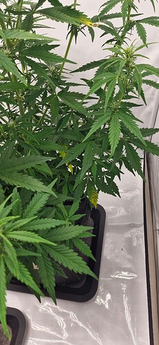 Growreport Bild 12