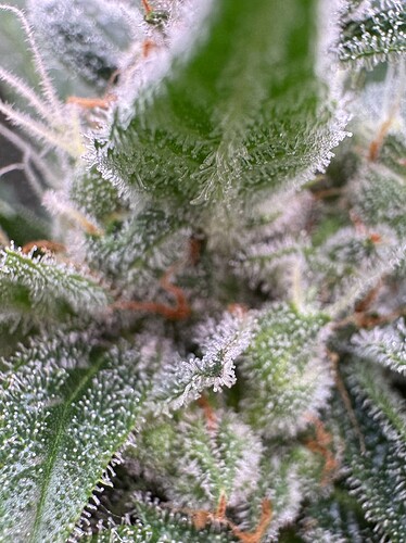 Growreport Bild 13