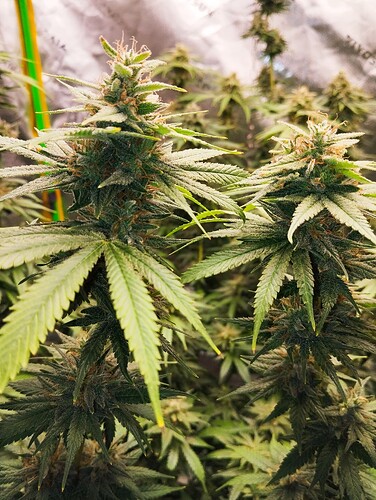 Growreport Bild 7