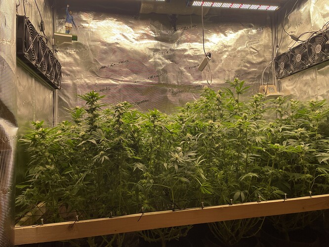 Eine Growbox mit mehreren Cannabispflanzen im Wuchs, beleuchtet von einer LED-Pflanzenlampe. Lüfter sind an der Decke und an den Seitenwänden montiert.