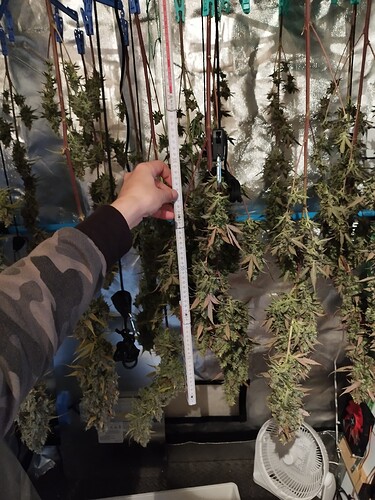 Mehrere Cannabis-Pflanzen hängen kopfüber in einem Zelt zur Trocknung. Eine Hand hält ein Maßband neben den Pflanzen, um ihre Länge zu demonstrieren.