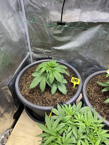Growreport Bild 36