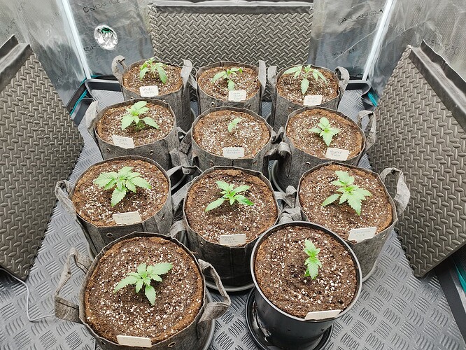 Growreport Bild 6