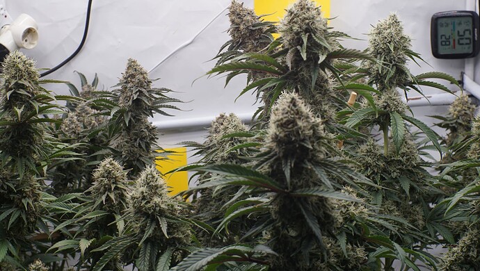 Growreport Bild 5