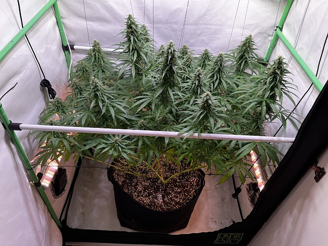 Growreport Bild 1