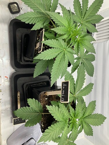 Growreport Bild 2