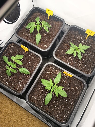 Growreport Bild 9