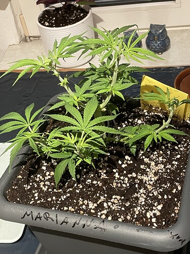 Growreport Bild 7