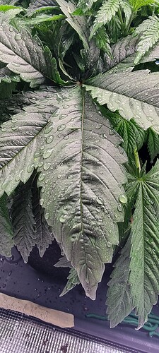 Growreport Bild 8