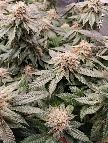 IMG_20250228_205356 - Kopie