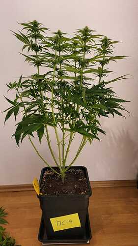 Growreport Bild 24