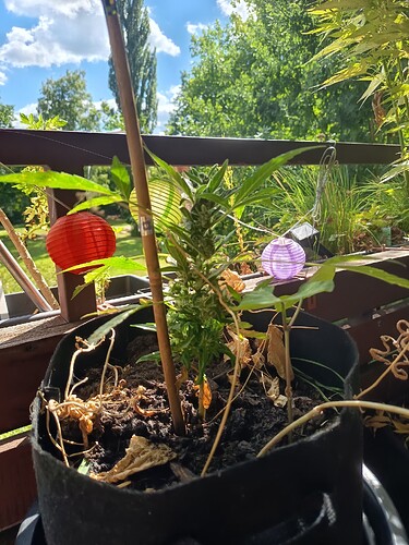 Growreport Bild 3