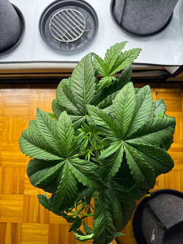 Growreport Bild 20