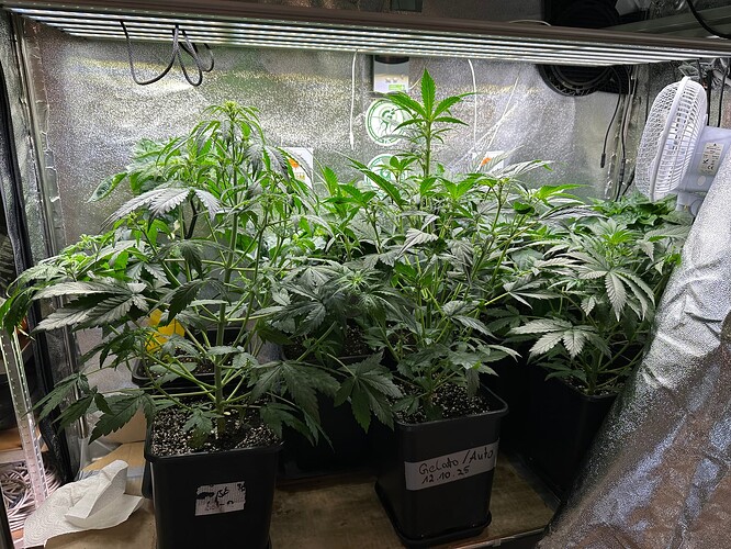Growreport Bild 68