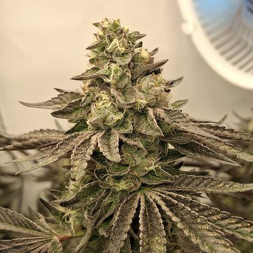 480771528_122169161852293599_8718317110396618477_n