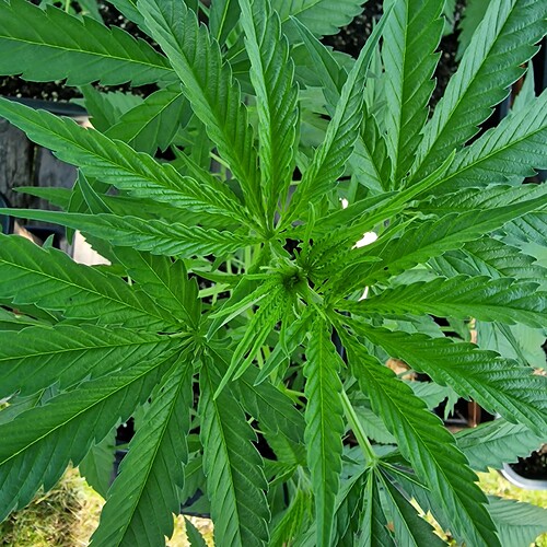 Growreport Bild 7