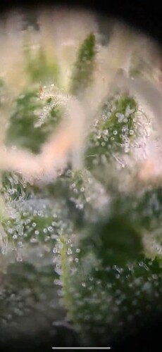 Growreport Bild 1